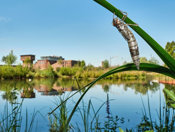 Larvenhaut an einem Schilfgrasstengel am Ufer der Aa in Bocholt. Im Hintergrund die Spinnerei des Textilwerks.